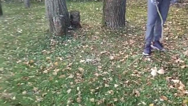 Грибы!