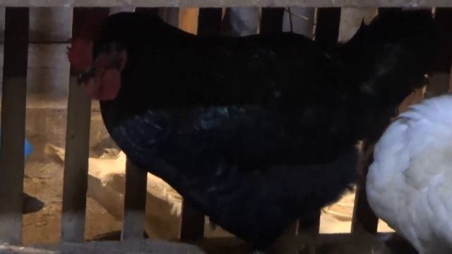 Начали нестись курочки молодки. смотреть онлайн