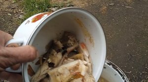 Уха для собаки. От этой вкусняшки моя собака не отказывается никогда