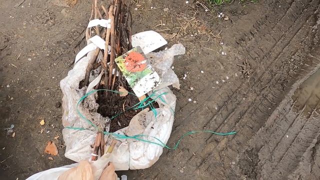 Американские саженцы малины и ежевики. Посылка из Америки. смотреть онлайн