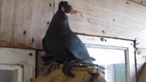 жуки таджикские. игровые голуби