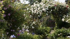 10 Rose Garden Ideas