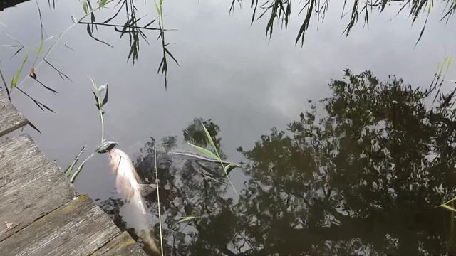 Рыбалка на толстолоба (2) смотреть онлайн