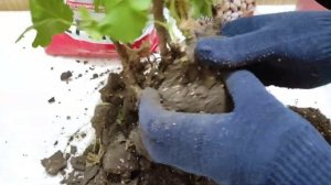 Пересадка герани в ноябре, вынужденная мера