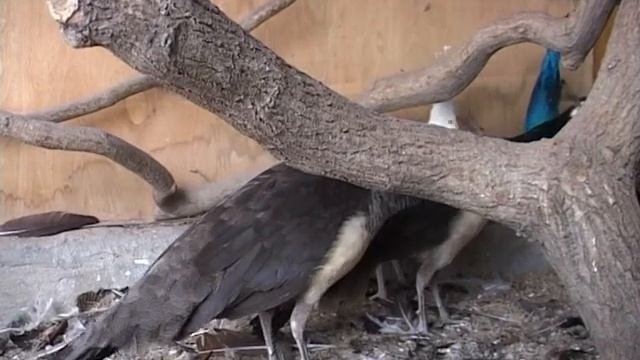 Декоративная птица 12 01 смотреть онлайн