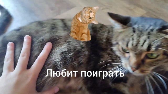 Все любят котиков часть 2