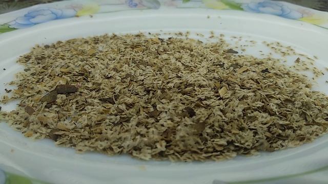 Семена павловнии из али (aliexpress) смотреть онлайн