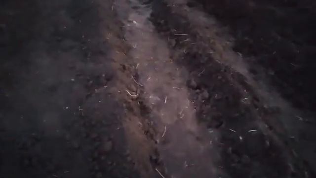 Посадка картофеля ТРАНШЕЙНЫМ способом|Большой урожай картофеля|Крупный картофель гарантирован