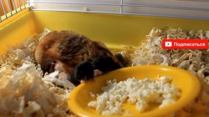 КАК РАСТУТ ХОМКИ | ХОМЯЧАТА С 1го по 21й ДЕНЬ | ХОМЯЧКИ | HOW TO GROW hamster / Alisa Easy Pets