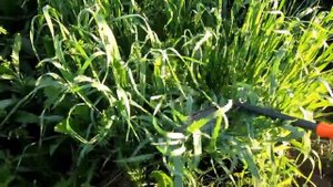 Что делать с сидератами летом. Косить или оставить