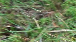 Сбор белых грибов на Куршской косе. Калининград 2017 год.