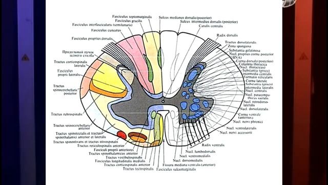 Спинной мозг. Анатомия и физиология. Лекции для студентов медицинских колледжей. #медлекции #дистан