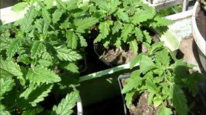 Вербена  Выращивание и черенкование.