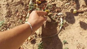 Высаживаю СЕДУМ на альпийскую горку # Sedum spathulifolium "Cape Blanco" pflanze ich auf Steinbeet.