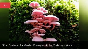 The Coolest And Trippiest Mushroom Pictures ✅