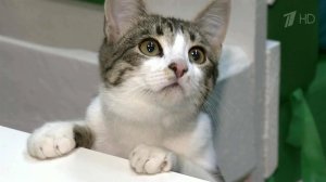 В Волгограде открылось кафе, где коты помогают люд...ь стресс, а люди помогают котам найти новый дом