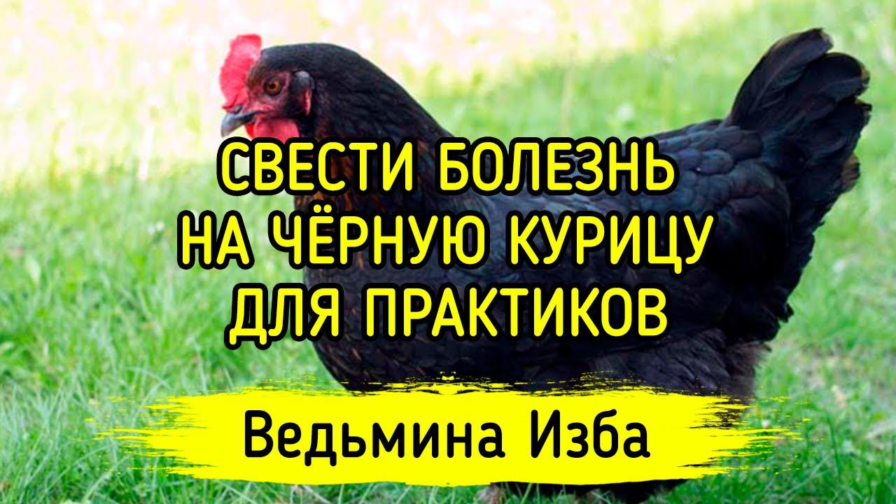 СВЕСТИ БОЛЕЗНЬ НА ЧЁРНУЮ КУРИЦУ. ДЛЯ ПРАКТИКОВ. ВЕДЬМИНА ИЗБА ▶️ МАГИЯ