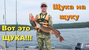 Крупная щука на OSP Asura Rudra. Вот это ЩУКА!!! Щука на щуку!
