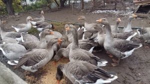 гуси Крупный серый