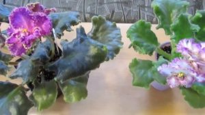 СОРТ И СПОРТ ФИАЛКИ. ЧТО ЭТО ? НАГЛЯДНОЕ СРАВНЕНИЕ.