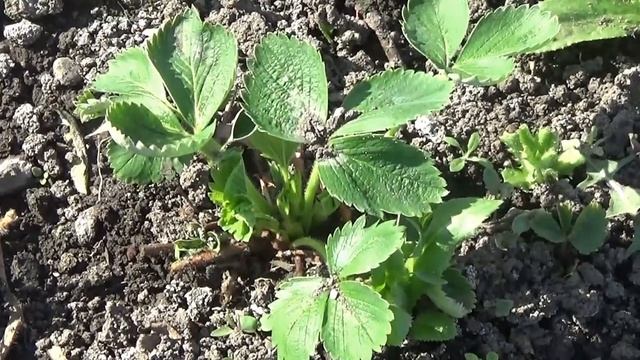 КАК СДЕЛАТЬ КАПЕЛЬНЫЙ ПОЛИВ СВОИМИ РУКАМИ | НАШ ОБЛЕГЧЕННЫЙ ВАРИАНТ смотреть онлайн