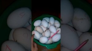Хранение гусиного инкубационного яйца