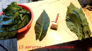 Как я вырастил табак...