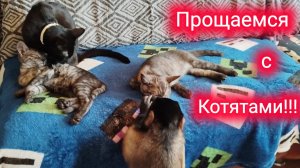 Обезьянка Алекса и кошка Багира прощаются с котятами.