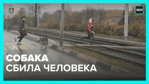 Бегущая собака сбила человека — Москва 24
