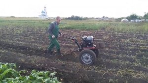 Мотоблок Ока. Уборка картофеля 2020