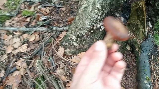 Грибы Подмосковья 2022!!! Польские и Белый гриб смотреть онлайн