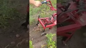 Испытания картофелекопалки для мотоблока салют