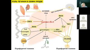 БИОХИМИЯ ПЕЧЕНИ 1. Регуляторно-гомеостатическая функция печени.
