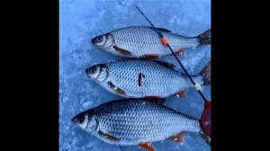 Зимняя ловля плотвы по последнему льду что нужно знать, чтоб уйти с богатым уловом