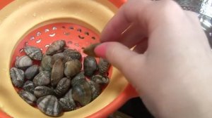 Как японцы собирают ракушки в море ╰(*´︶`*)╯Японская еда