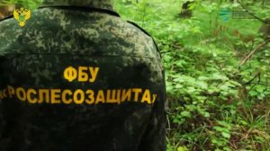 ФЕДЕРАЛЬНОЕ АГЕНСТВО ЛЕСНОГО ХОЗЯЙСТВА РФ презентационный фильм