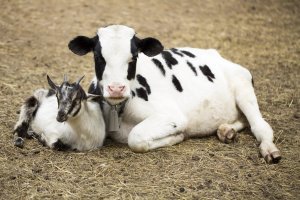 Звуки сельских животных корова и козёл |Звуки козла и коровы