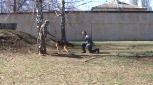 Тренировка на защиту собаки Барон