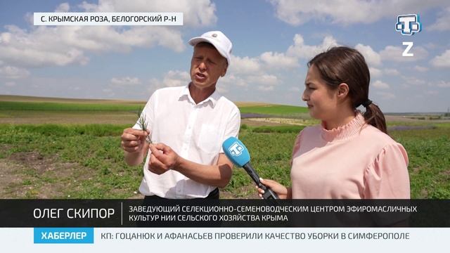 В Крыму появился новый сорт лаванды — Меркурий