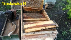 #Матка для #пчёл,  способ выведения сильной отличной матки . Как я получаю маток первой волны.