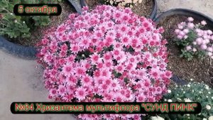 №84 Хризантема мультифлора СУНД ПИНК  5 октября 2023
