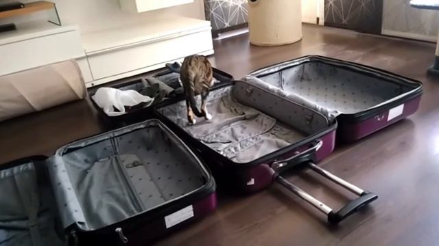 Ориентальный кот упаковывается в чемодан☺| Oriental Cat Packs Himself Into The Suitcase