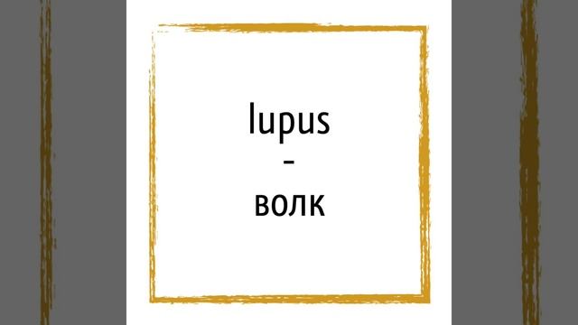 Крылатые выражения на латыни (Homo homini lupus est)