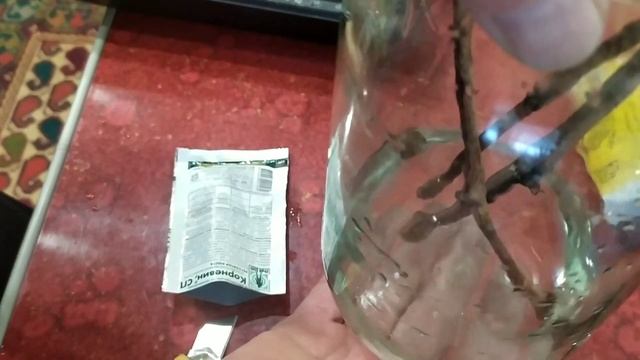 Укоренение черенков винограда в домашних условиях.