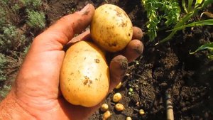 ЧТО БУДЕТ ЕСЛИ ВЫСАЖИВАТЬ МЕЛКИЙ КАРТОФЕЛЬ. Результат-урожай.  9 августа 2022г
