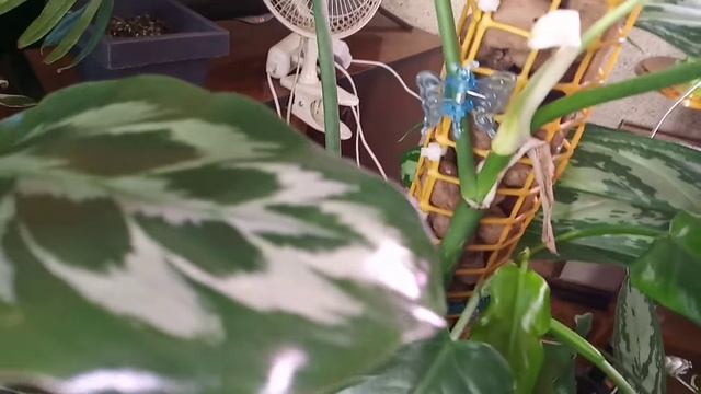 Обзор и пересадка драцены