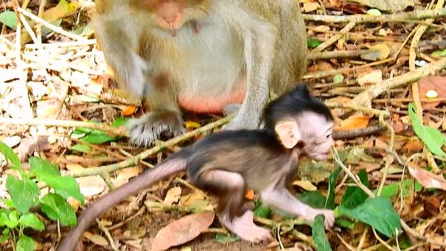 Ohoh Super sad tiny baby monkey Unhappy Mom Reject milk смотреть онлайн