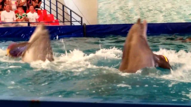 Дельфинарий в Южно-Сахалинске (2) смотреть онлайн