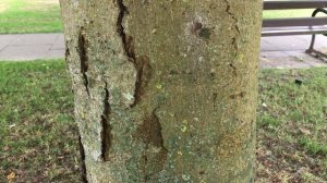 Red Horse Chestnut (Aesculus x carnea) - trunk close up - June 2018