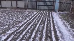 Лук из чернушки за один сезон. От посева до сбора урожая.